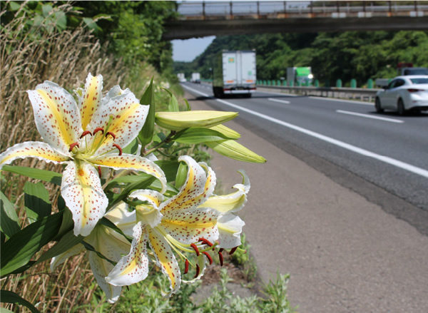 ヤマユリの咲く高速道路
